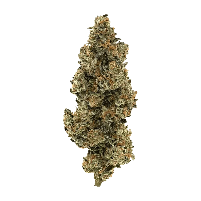 BC Organic Bridesmaid - Image 2