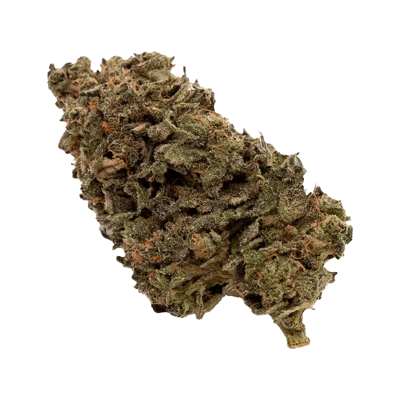 Jungle Fumes - Image 2