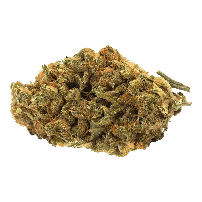 Indica - Image 2