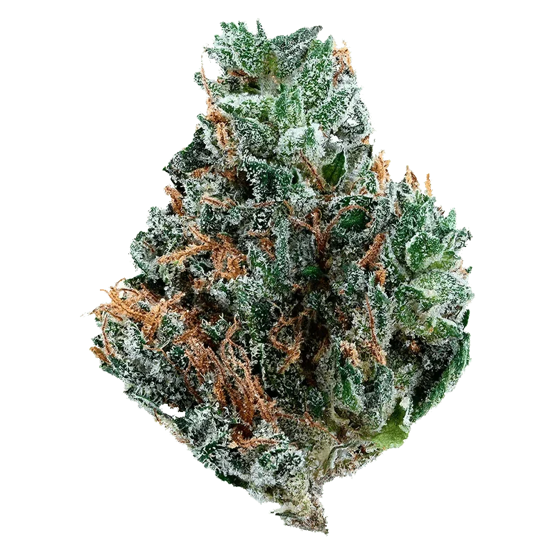 Gelato Mint - Image 2