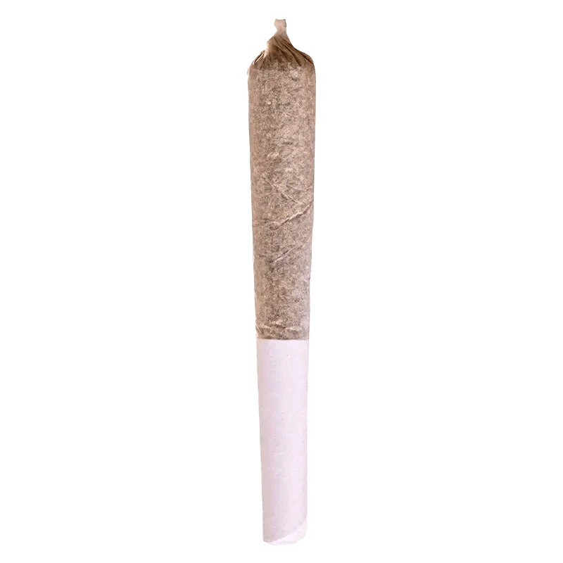 Beaver Tail PR 1 x 0.5 g - Image 2