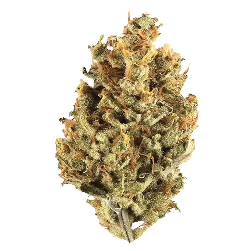 Cranberry Cough - Image 2
